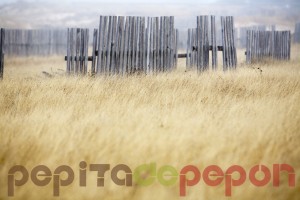 Sancti Petri (Chiclana de la Frontera) | Pepita de Pepón